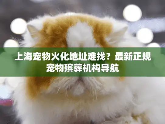 上海宠物火化地址难找？最新正规宠物殡葬机构导航