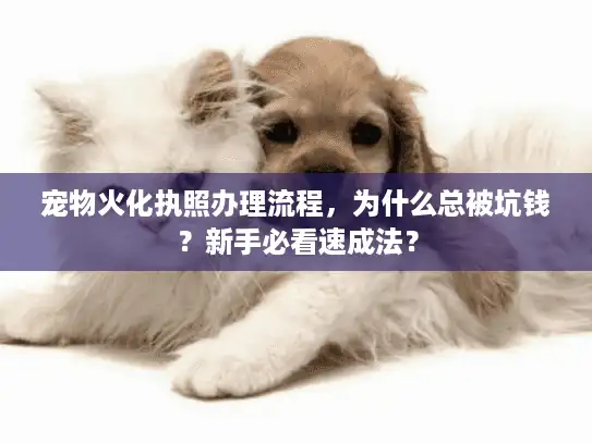 宠物火化执照办理流程，为什么总被坑钱？新手必看速成法？