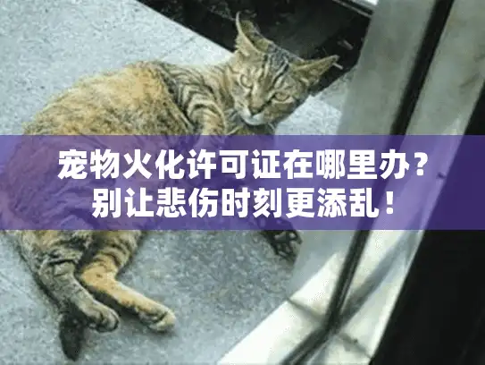 宠物火化许可证在哪里办？别让悲伤时刻更添乱！