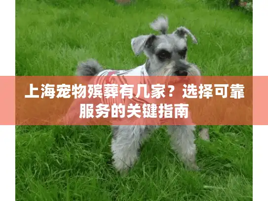上海宠物殡葬有几家？选择可靠服务的关键指南