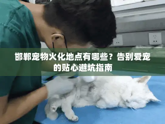 邯郸宠物火化地点有哪些？告别爱宠的贴心避坑指南