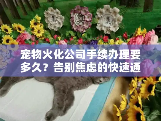 宠物火化公司手续办理要多久？告别焦虑的快速通关指南