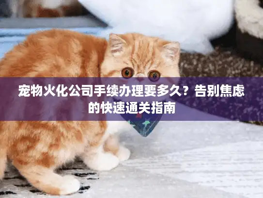 宠物火化公司手续办理要多久？告别焦虑的快速通关指南
