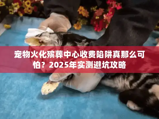 宠物火化殡葬中心收费陷阱真那么可怕？2025年实测避坑攻略