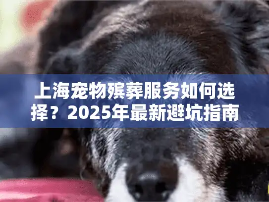 上海宠物殡葬服务如何选择？2025年最新避坑指南与贴心流程详解