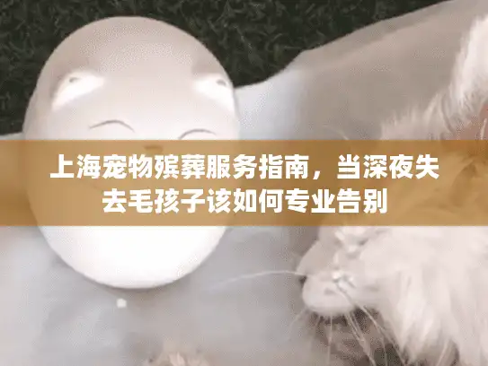 上海宠物殡葬服务指南，当深夜失去毛孩子该如何专业告别