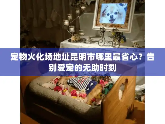 宠物火化场地址昆明市哪里最省心？告别爱宠的无助时刻