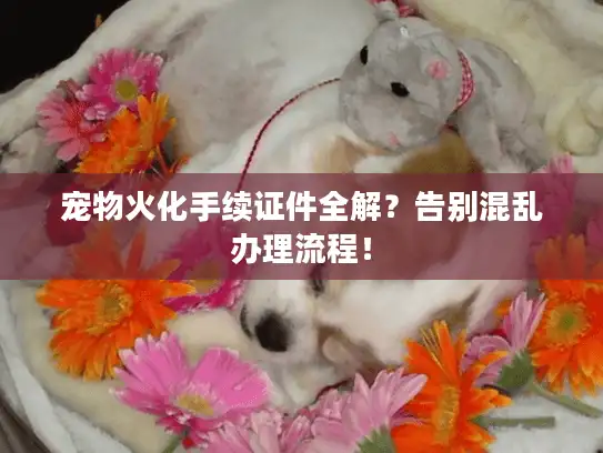 宠物火化手续证件全解？告别混乱办理流程！