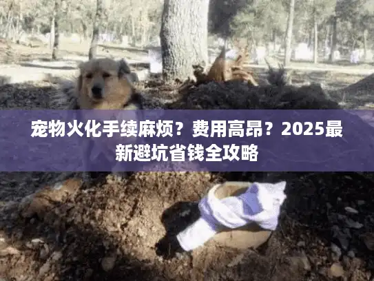 宠物火化手续麻烦？费用高昂？2025最新避坑省钱全攻略
