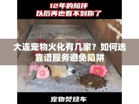 大连宠物火化有几家？如何选靠谱服务避免陷阱
