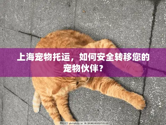 上海宠物托运，如何安全转移您的宠物伙伴？