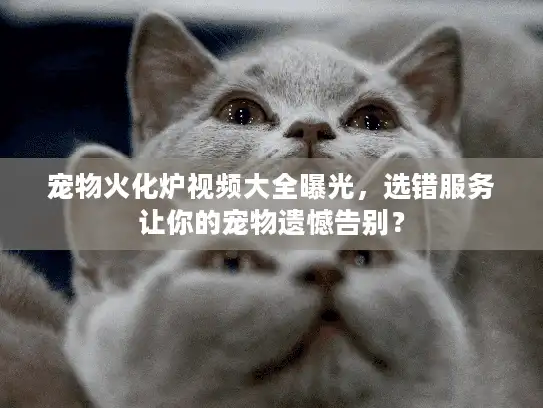 宠物火化炉视频大全曝光，选错服务让你的宠物遗憾告别？