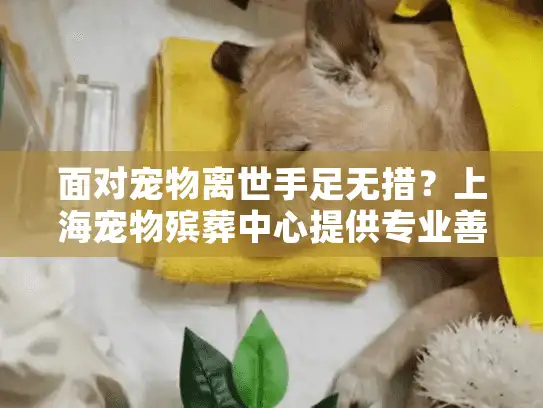 面对宠物离世手足无措？上海宠物殡葬中心提供专业善终指南
