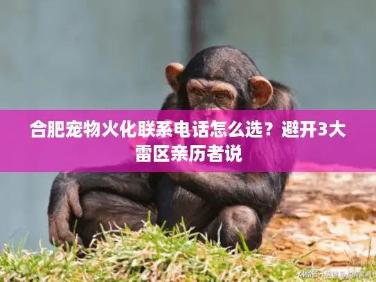 合肥宠物火化联系电话怎么选？避开3大雷区亲历者说