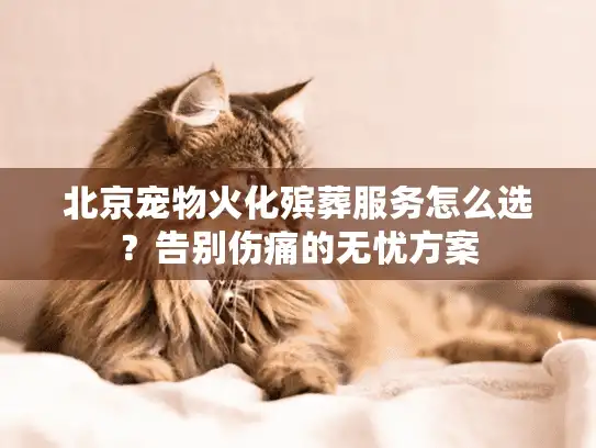 北京宠物火化殡葬服务怎么选？告别伤痛的无忧方案