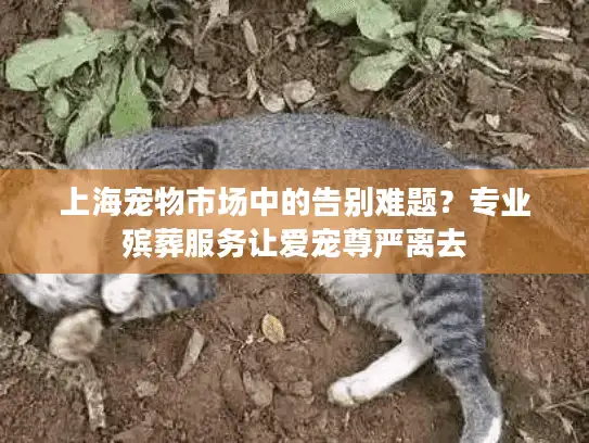 上海宠物市场中的告别难题？专业殡葬服务让爱宠尊严离去