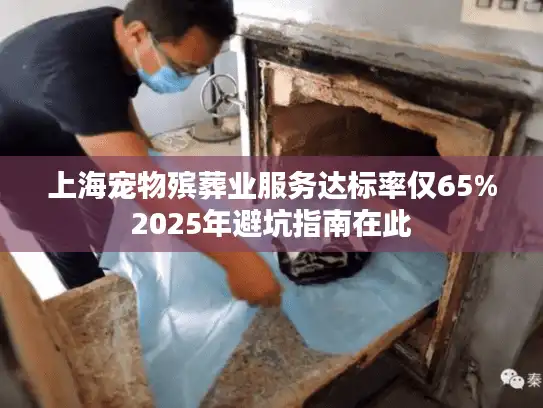 上海宠物殡葬业服务达标率仅65%2025年避坑指南在此