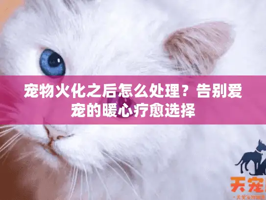 宠物火化之后怎么处理？告别爱宠的暖心疗愈选择