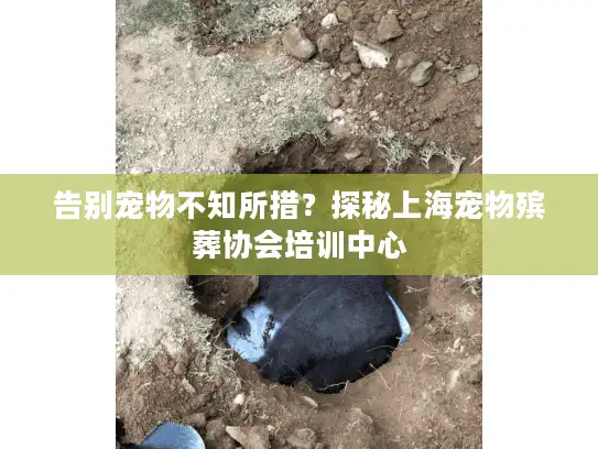 告别宠物不知所措？探秘上海宠物殡葬协会培训中心