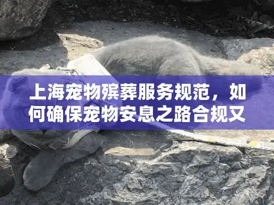 上海宠物殡葬服务规范，如何确保宠物安息之路合规又安心？