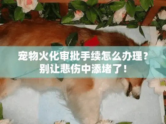 宠物火化审批手续怎么办理？别让悲伤中添堵了！