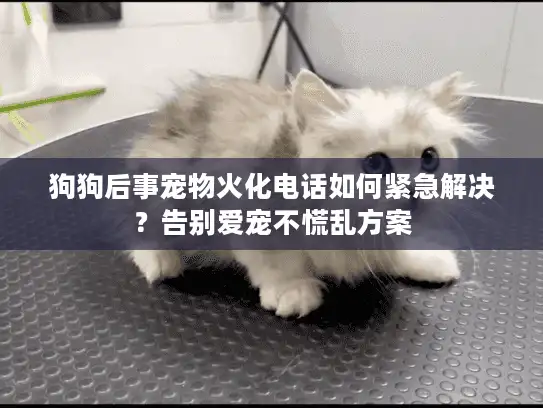 狗狗后事宠物火化电话如何紧急解决？告别爱宠不慌乱方案