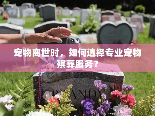 宠物离世时，如何选择专业宠物殡葬服务？
