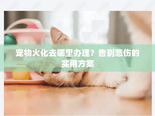 宠物火化去哪里办理？告别悲伤的实用方案