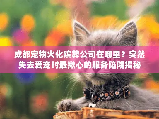 成都宠物火化殡葬公司在哪里？突然失去爱宠时最揪心的服务陷阱揭秘