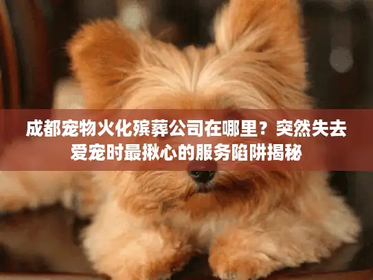 成都宠物火化殡葬公司在哪里？突然失去爱宠时最揪心的服务陷阱揭秘