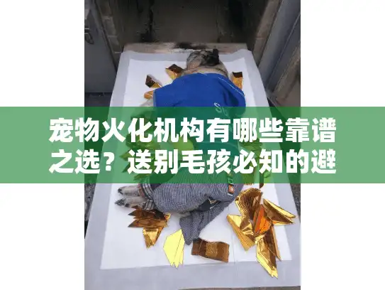 宠物火化机构有哪些靠谱之选？送别毛孩必知的避坑清单