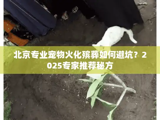 北京专业宠物火化殡葬如何避坑？2025专家推荐秘方