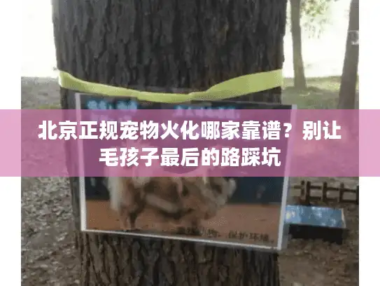 北京正规宠物火化哪家靠谱？别让毛孩子最后的路踩坑