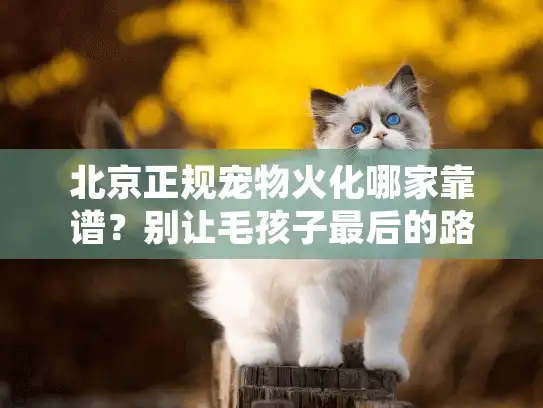 北京正规宠物火化哪家靠谱？别让毛孩子最后的路踩坑
