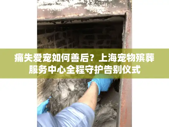 痛失爱宠如何善后？上海宠物殡葬服务中心全程守护告别仪式