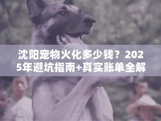 沈阳宠物火化多少钱？2025年避坑指南+真实账单全解析