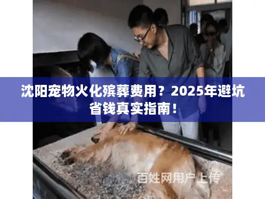 沈阳宠物火化殡葬费用？2025年避坑省钱真实指南！
