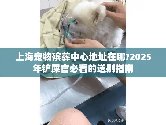 上海宠物殡葬中心地址在哪?2025年铲屎官必看的送别指南