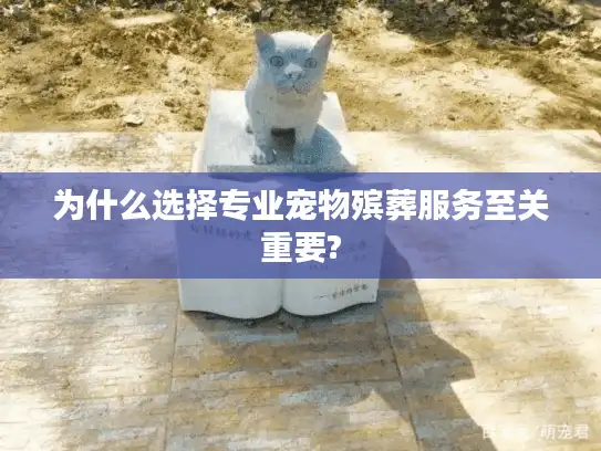 为什么选择专业宠物殡葬服务至关重要?