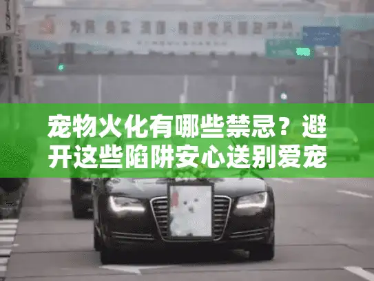 宠物火化有哪些禁忌？避开这些陷阱安心送别爱宠