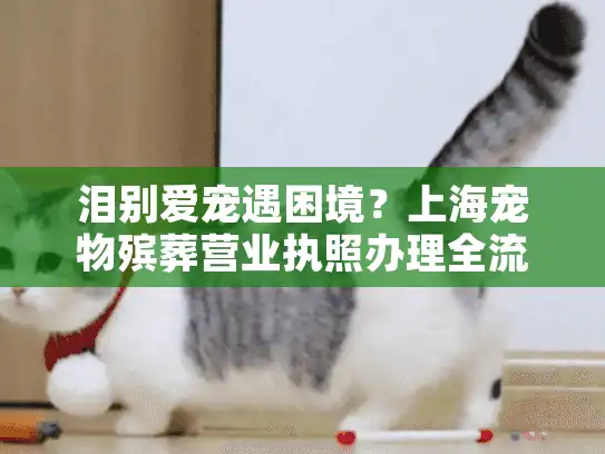 泪别爱宠遇困境？上海宠物殡葬营业执照办理全流程破解指南！