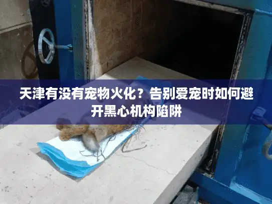 天津有没有宠物火化？告别爱宠时如何避开黑心机构陷阱