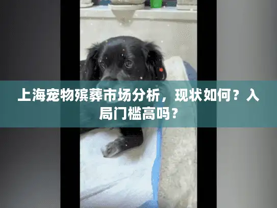 上海宠物殡葬市场分析，现状如何？入局门槛高吗？