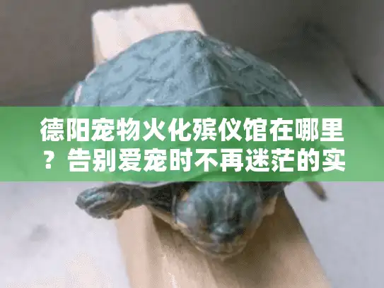德阳宠物火化殡仪馆在哪里？告别爱宠时不再迷茫的实战经验