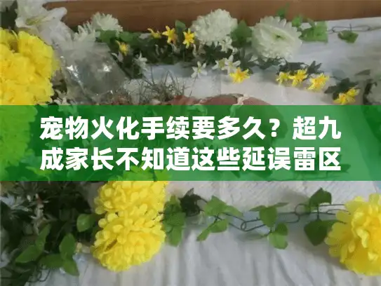 宠物火化手续要多久？超九成家长不知道这些延误雷区