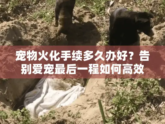 宠物火化手续多久办好？告别爱宠最后一程如何高效安排