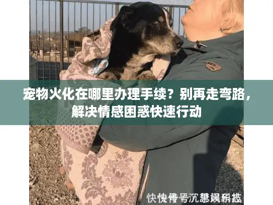 宠物火化在哪里办理手续？别再走弯路，解决情感困惑快速行动