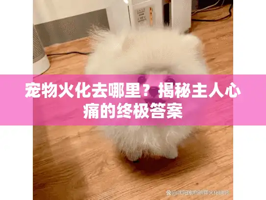 宠物火化去哪里？揭秘主人心痛的终极答案