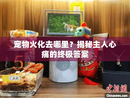 宠物火化去哪里？揭秘主人心痛的终极答案