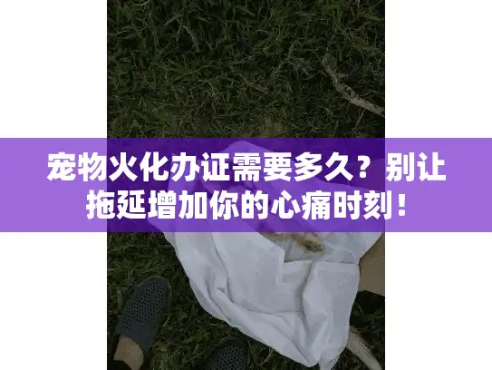 宠物火化办证需要多久？别让拖延增加你的心痛时刻！